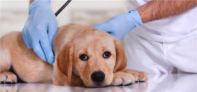 开春了!这个病堪称狗狗头号公敌，厌食加贫血，治疗费用掏空腰包