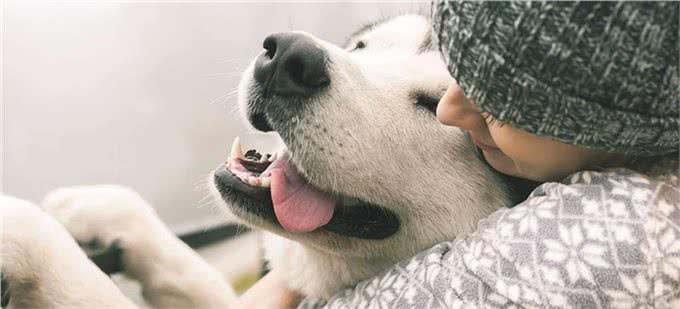 开春了!这个病堪称狗狗头号公敌，厌食加贫血，治疗费用掏空腰包