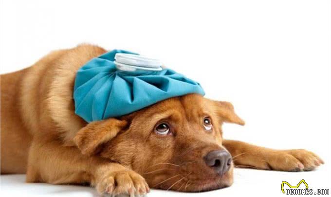 开春了!这个病堪称狗狗头号公敌，厌食加贫血，治疗费用掏空腰包