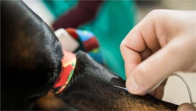 开春了!这个病堪称狗狗头号公敌，厌食加贫血，治疗费用掏空腰包