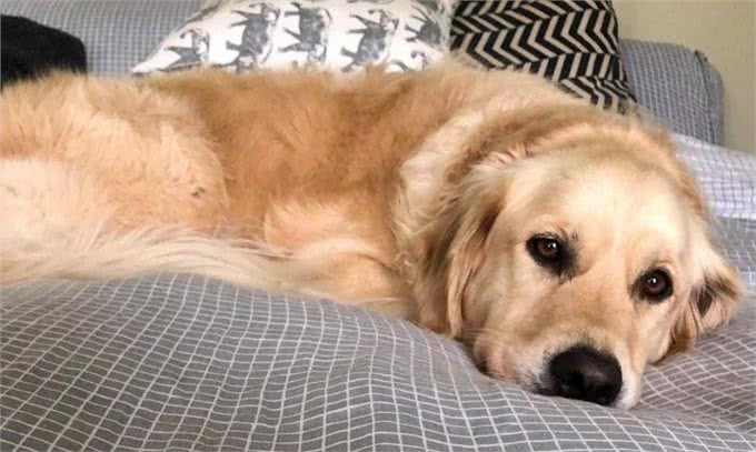 开春了!这个病堪称狗狗头号公敌，厌食加贫血，治疗费用掏空腰包