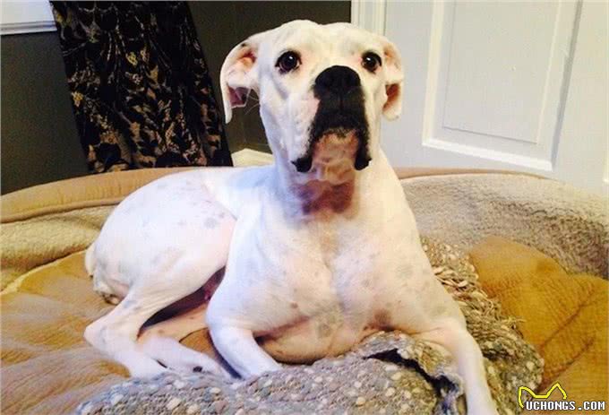 开春了!这个病堪称狗狗头号公敌，厌食加贫血，治疗费用掏空腰包