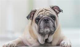 开春了!这个病堪称狗狗头号公敌，厌食加贫血，治疗费用掏空腰包