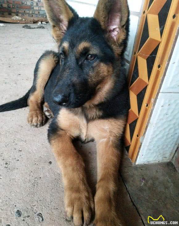 家里养了只德牧看门，只要有人来它都会叫，长得好看门还厉害