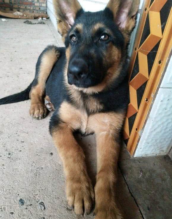 家里养了只德牧看门，只要有人来它都会叫，长得好看门还厉害