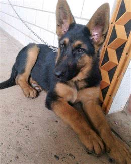 家里养了只德牧看门，只要有人来它都会叫，长得好看门还厉害