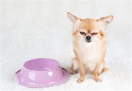 幼犬挑食很严重几天不怎么吃