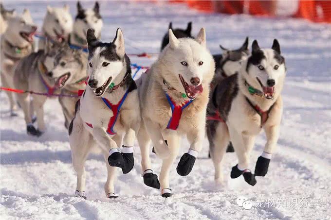 狗粮的分类与选择