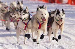 狗粮的分类与选择