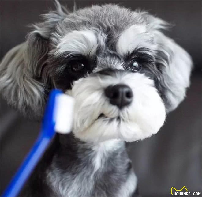 雪纳瑞要怎么训练呢?主人要遵循好这几点