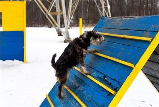 雪纳瑞要怎么训练呢?主人要遵循好这几点