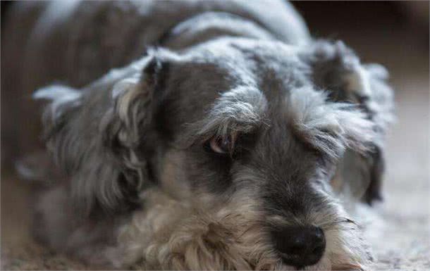 雪纳瑞要怎么训练呢?主人要遵循好这几点