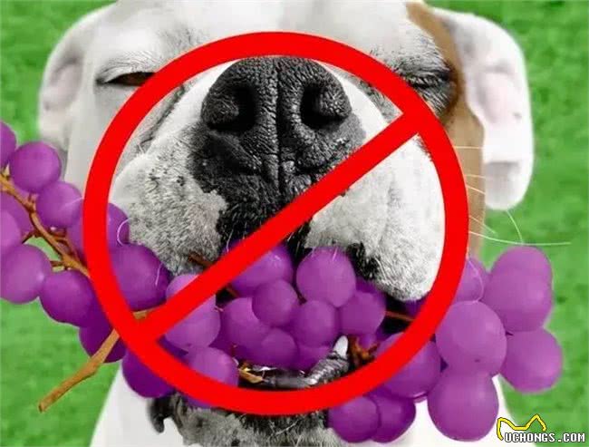 狗狗的饮食禁忌