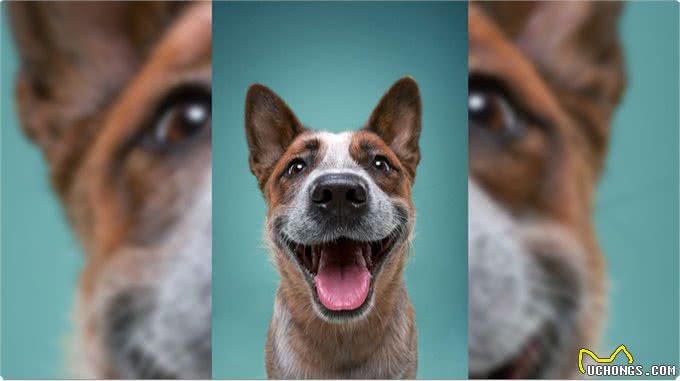 狗狗的内心世界:面部表情透露它们的真实感受!