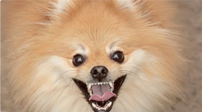 狗狗的内心世界:面部表情透露它们的真实感受!