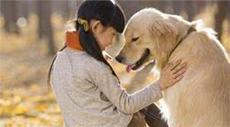 狗狗的内心世界:面部表情透露它们的真实感受!