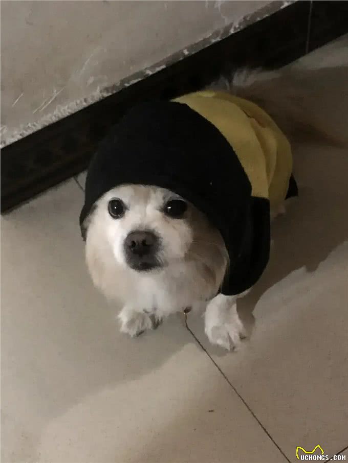 替狗狗存下吧!狗子宫蓄脓治愈方法!