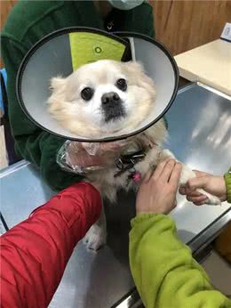 替狗狗存下吧!狗子宫蓄脓治愈方法!