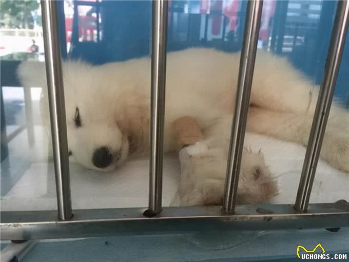 热热乎乎的狗耳朵，藏了多少求救小信号