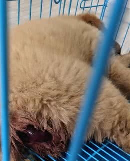 热热乎乎的狗耳朵，藏了多少求救小信号