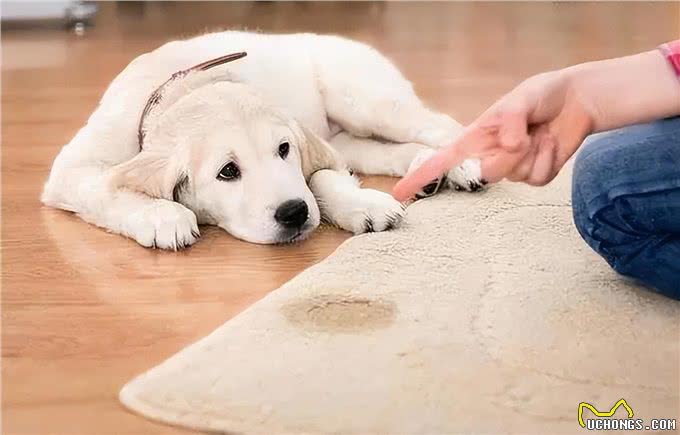 狗狗有这6种行为，说明智商很低，你家狗狗有吗?