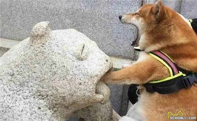 狗狗有这6种行为，说明智商很低，你家狗狗有吗?