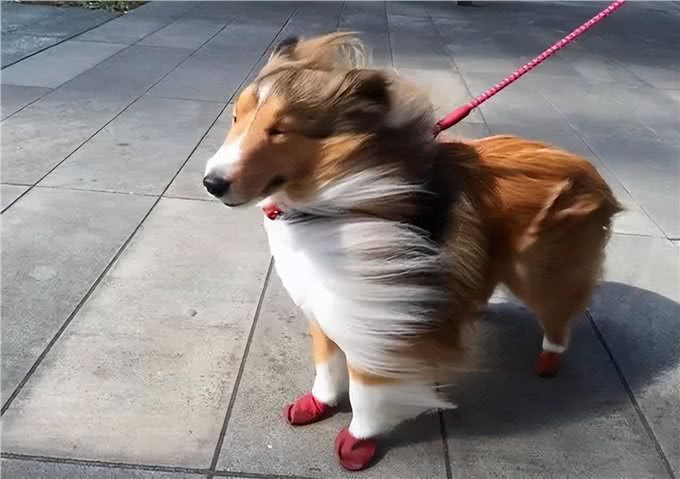 狗狗有这6种行为，说明智商很低，你家狗狗有吗?