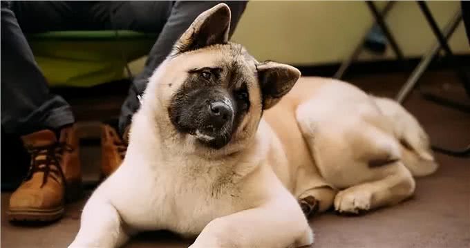 狗狗有这6种行为，说明智商很低，你家狗狗有吗?