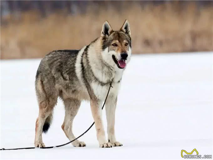 捷克狼犬也称为捷克斯洛伐克威勒科