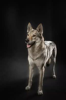 捷克狼犬也称为捷克斯洛伐克威勒科
