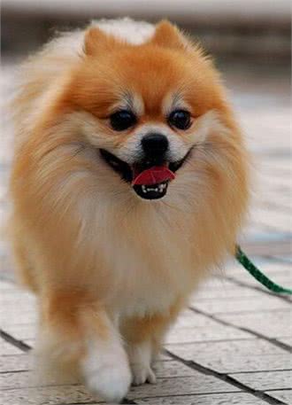 博美犬的足部护理需要注意哪些，作为一名合格的主人你知道吗?