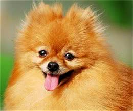 博美犬的足部护理需要注意哪些，作为一名合格的主人你知道吗?