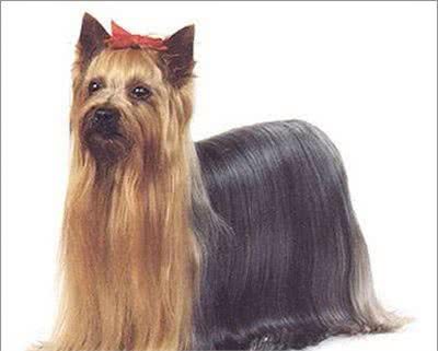 约克夏，可爱的小精灵