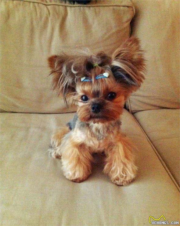 约克夏，可爱的小精灵