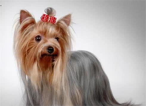 约克夏，可爱的小精灵