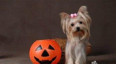 约克夏，可爱的小精灵