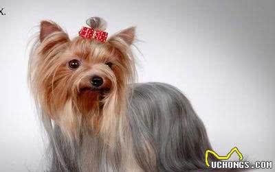 约克夏，可爱的小精灵