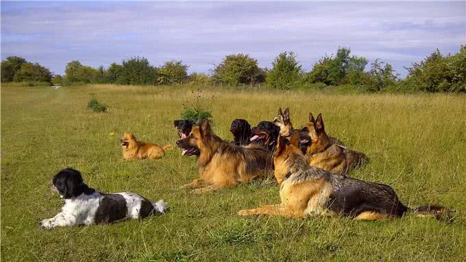 用口令训练狗狗，还是用手势训练狗狗?这两种方法哪个才是最优选