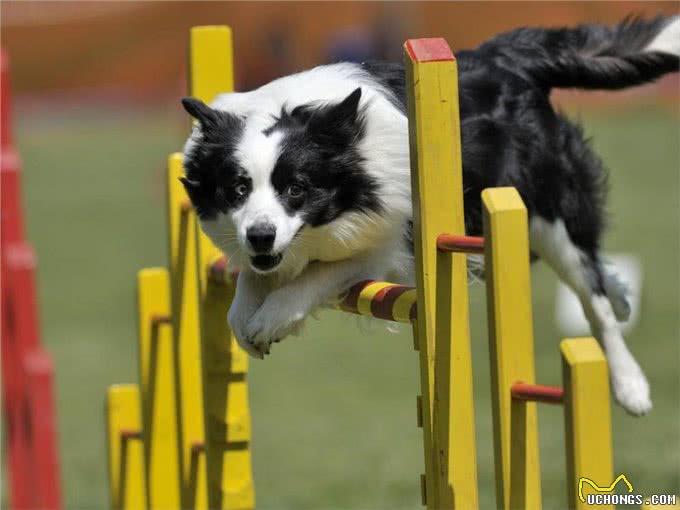 用口令训练狗狗，还是用手势训练狗狗?这两种方法哪个才是最优选