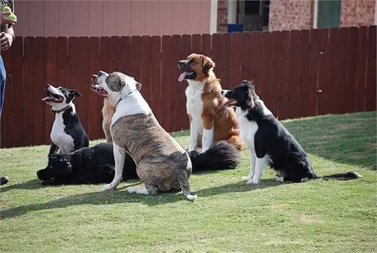 用口令训练狗狗，还是用手势训练狗狗?这两种方法哪个才是最优选