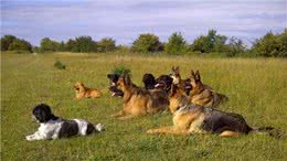 用口令训练狗狗，还是用手势训练狗狗?这两种方法哪个才是最优选