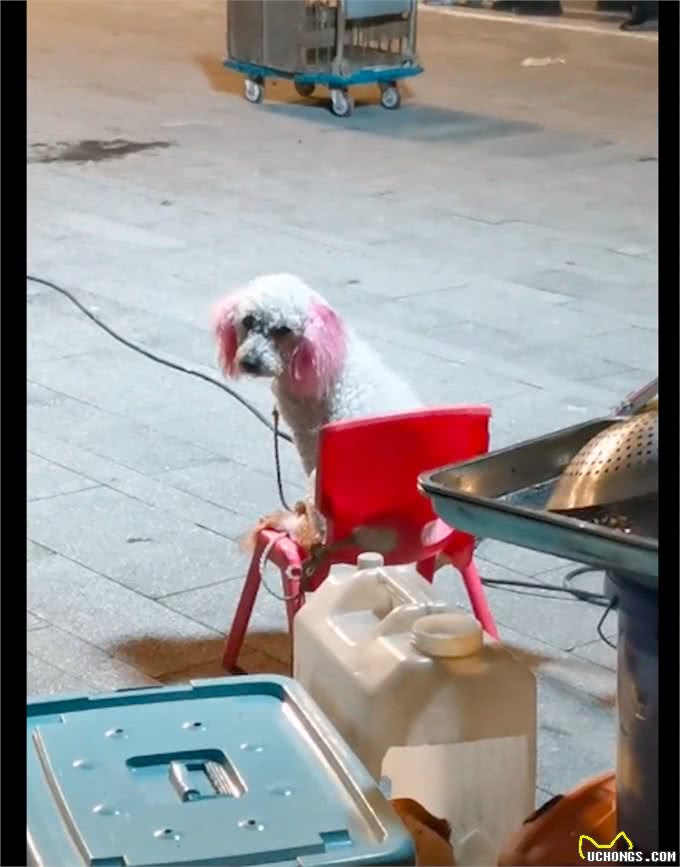 马戏团里的狗狗没自由,没命令不敢下板凳,眼神里好羡慕宠物犬!