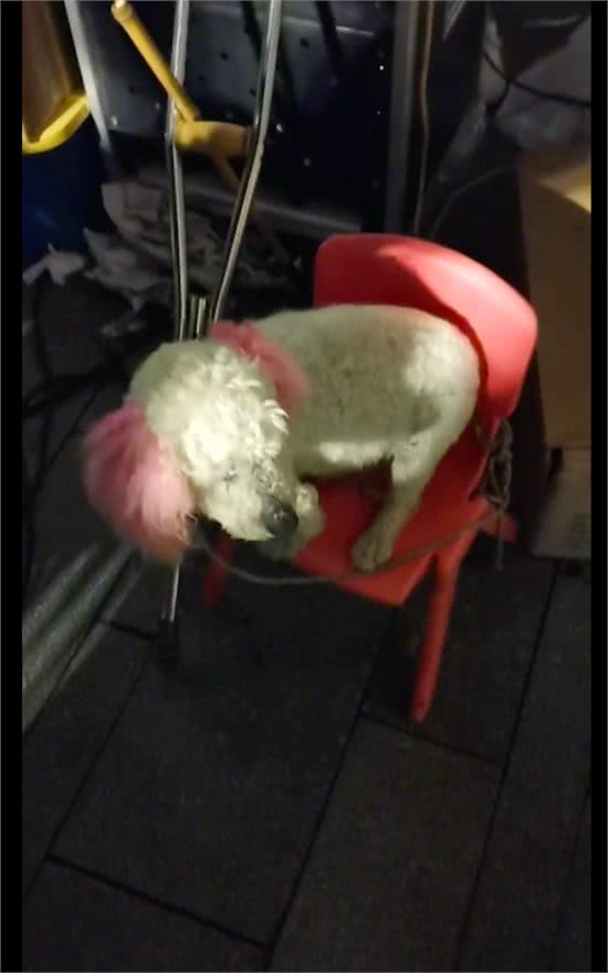 马戏团里的狗狗没自由，没命令不敢下板凳，眼神里好羡慕宠物犬!