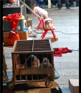 马戏团里的狗狗没自由，没命令不敢下板凳，眼神里好羡慕宠物犬!