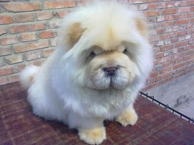 寿命最长的六种狗，我国神犬毫无疑问霸气坐稳第一