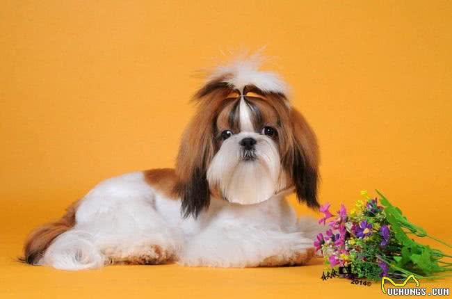 寿命最长的六种狗，我国神犬毫无疑问霸气坐稳第一