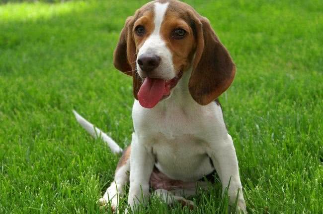 寿命最长的六种狗，我国神犬毫无疑问霸气坐稳第一