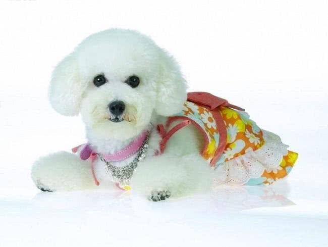 寿命最长的六种狗，我国神犬毫无疑问霸气坐稳第一