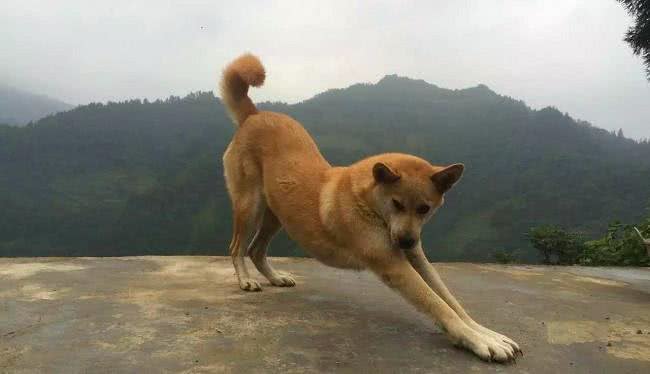 寿命最长的六种狗，我国神犬毫无疑问霸气坐稳第一