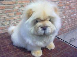 寿命最长的六种狗，我国神犬毫无疑问霸气坐稳第一